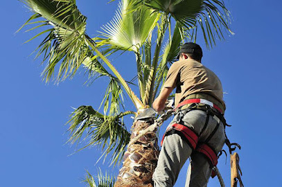 profile picture of The Tree Service Tweed Heads profile picture