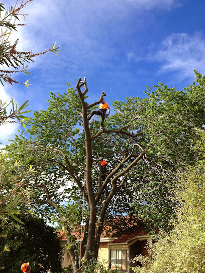 profile picture of Trav's Tree Services profile picture