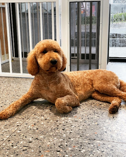 profile picture of 2 Princess Dog Grooming Malvern East profile picture