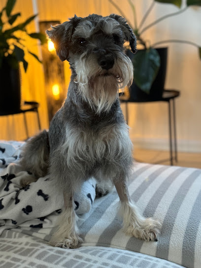 profile picture of Queensland Veterinary Specialists profile picture