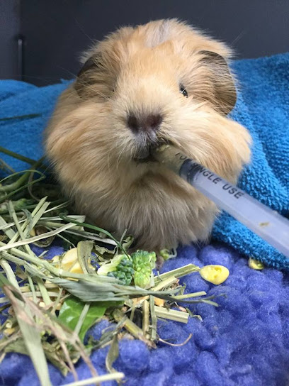 profile picture of Brisbane Bird & Exotics Veterinary Service profile picture