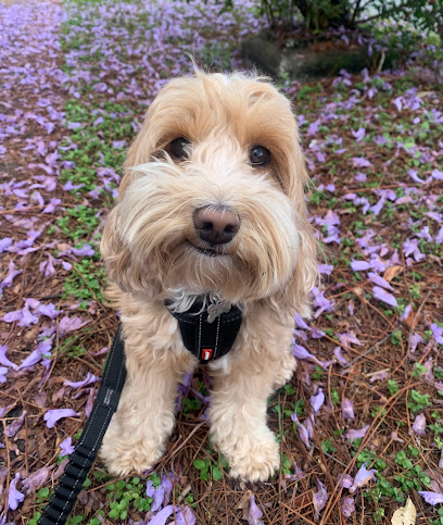 profile picture of Chasing Tails profile picture