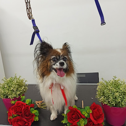 profile picture of Paws Only Grooming Salon Spa & Boutique profile picture