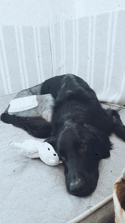 profile picture of Western Australian Veterinary Emergency and Specialty (WAVES) profile picture