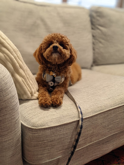 profile picture of Perth Canine Craft Pty Ltd profile picture