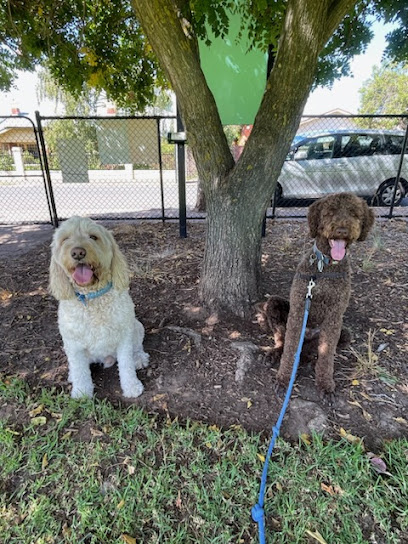 profile picture of Adelaide Dog Co. profile picture