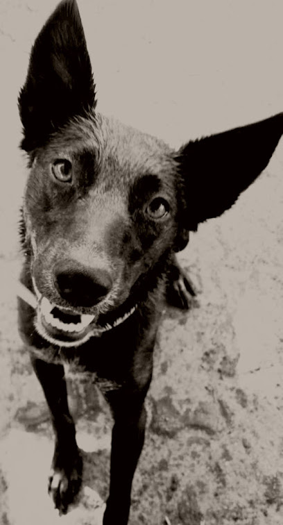 profile picture of Pawsome Petsitting Adelaide profile picture