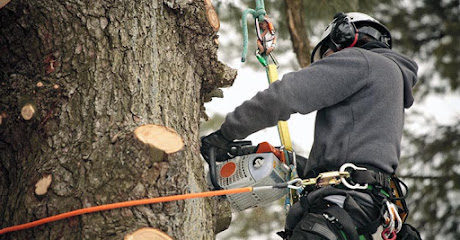 profile picture of CTL Tree Service SA profile picture