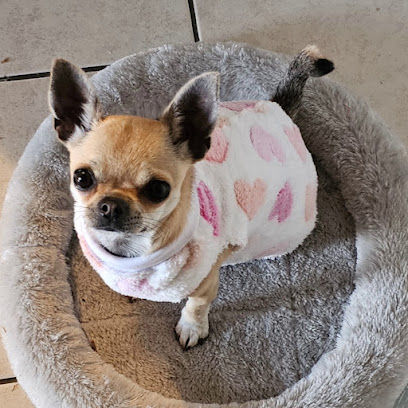 profile picture of Best Friend Dog Care profile picture