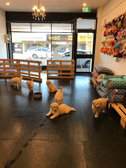 profile picture of Boutique Paws profile picture