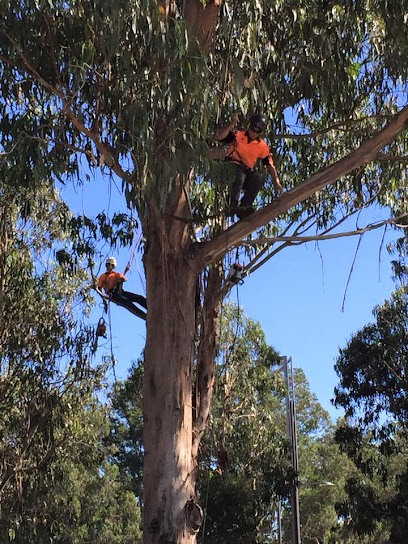 profile picture of TreeWorks Canberra profile picture