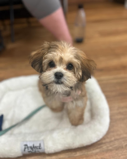 profile picture of All Round Good Hounds Dog Training Canberra profile picture