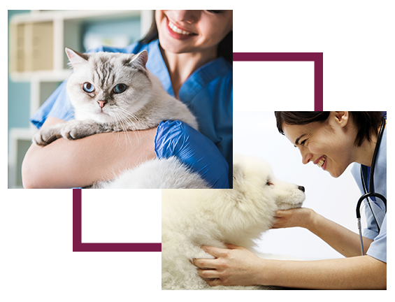 profile picture of Keysborough Veterinary Practice