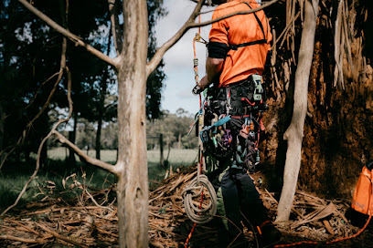 profile picture of Tree Division profile picture