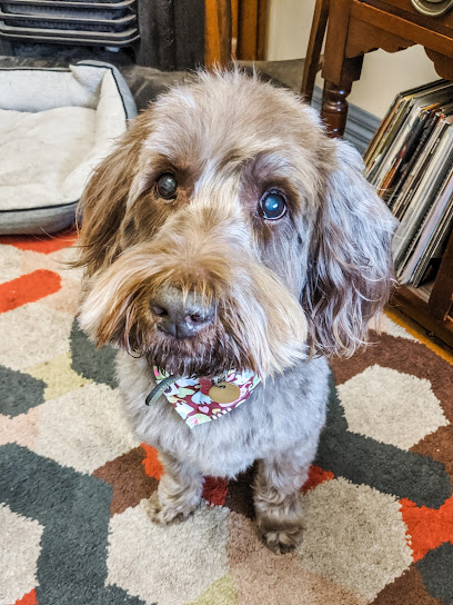 profile picture of Stylin' Dogs profile picture