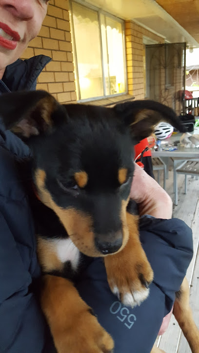 profile picture of Beta Dogs Dog Training profile picture