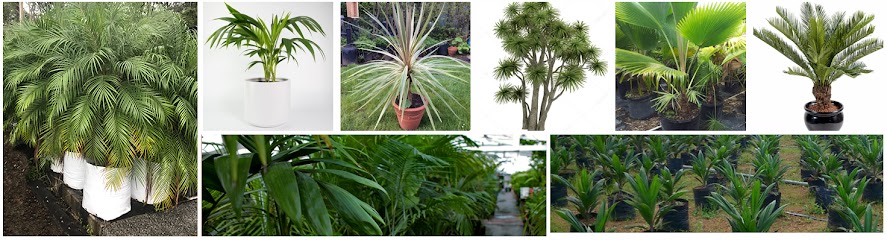 profile picture of Berkie Palms -Best Plant,Garden Nursery-Landscaping,Gardening Services-Garden Plants Sale Newcastle profile picture