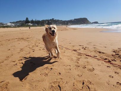 profile picture of Mad Dogs & Englishmen Terrigal & Central Coast - Dog Training, Dog Walking & Doggy Daycare profile picture