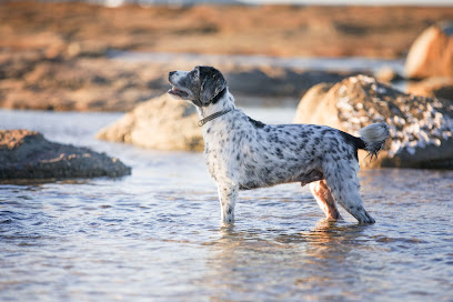 profile picture of Ocean Paws Dog Training profile picture