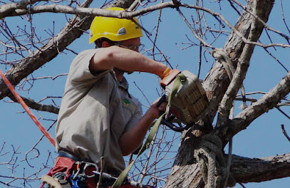 profile picture of The Tree Service Maitland profile picture