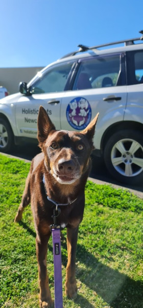 Holistic Vets Newcastle