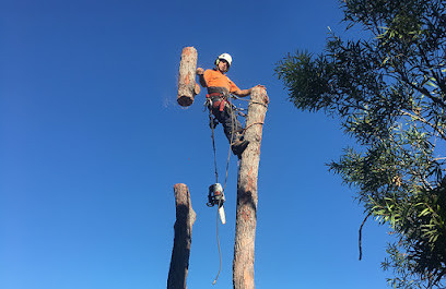 Branch Management Total Tree Services - Newcastle Tree Removal