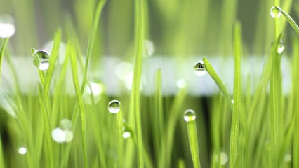 Photo of A Cut Above Lawn & Property Care