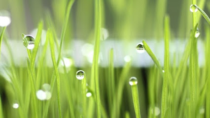 A Cut Above Lawn & Property Care