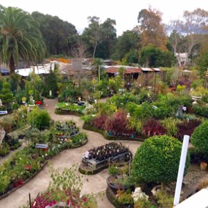 Photo of Wyee Nursery