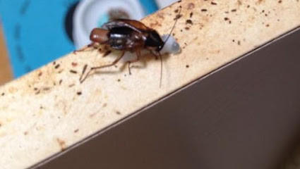 Wyong Shire Pest Control
