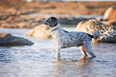 Photo of Ocean Paws Dog Training