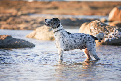 Ocean Paws Dog Training