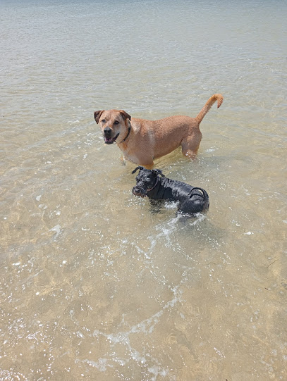 Photo of Barksnwagz | Wollongong Dog Walking- Holiday care