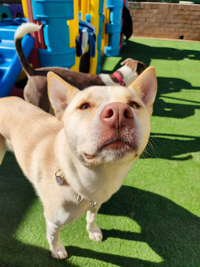 Photo of Around the Clock Dog Care
