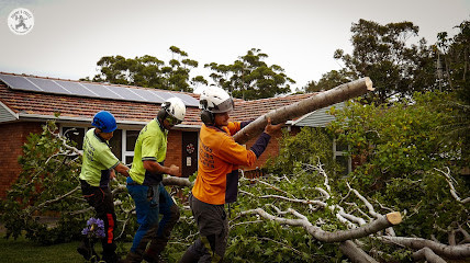 Shane's Trees - Wollongong