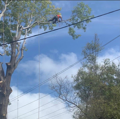 Photo of Dingo's Tree Services