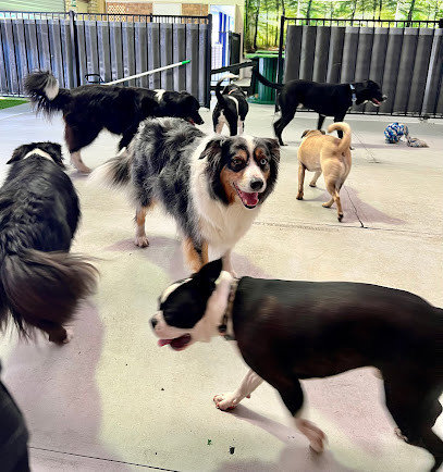 Wollongong K9 Academy