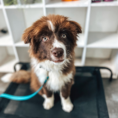Walkys - Dog Training Academy