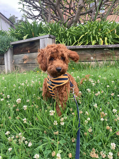 Positive Pups Training