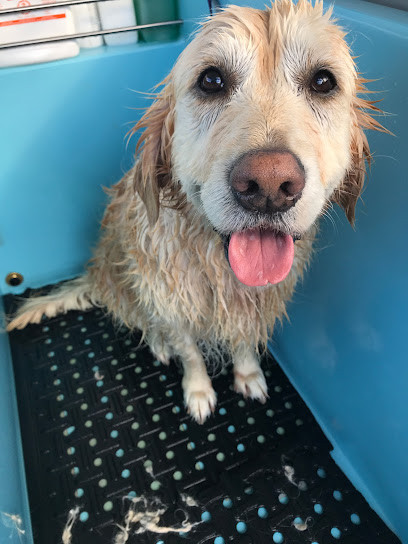 Aussie Pooch Mobile Dog Wash Wollongong Area
