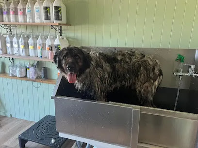 Caninos Grooming