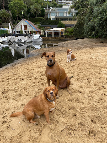 Adventure Dogs