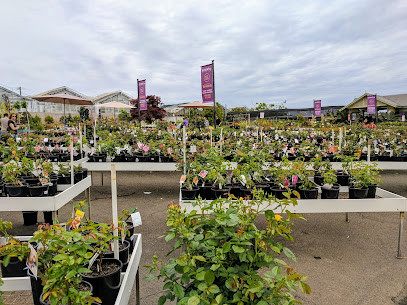 Swane's Nursery