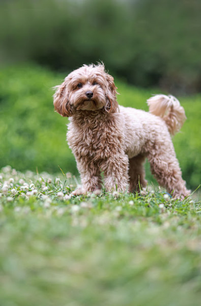 Hunter Valley Dog Training and Behaviour