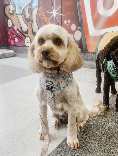 Local Dog Grooming