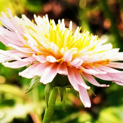 Photo of Midsummer Herbs