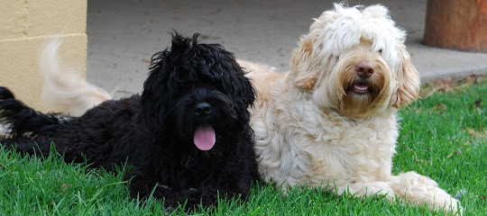 Tamaruke A Unique Breed of Dog