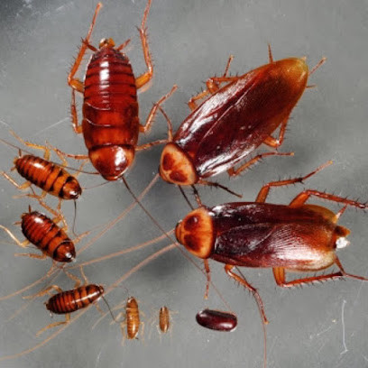 Ark Pest Management Australia Pty Ltd - Pest Control
