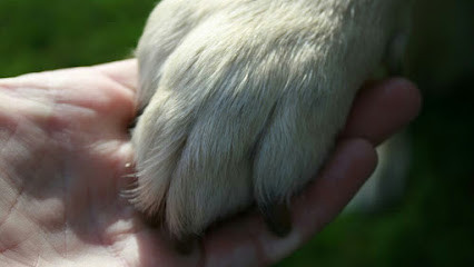 Pawsitive Dogwalks
