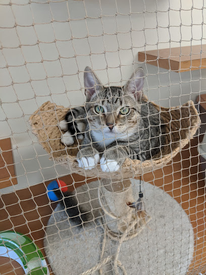 Alexandria Vet Hospital